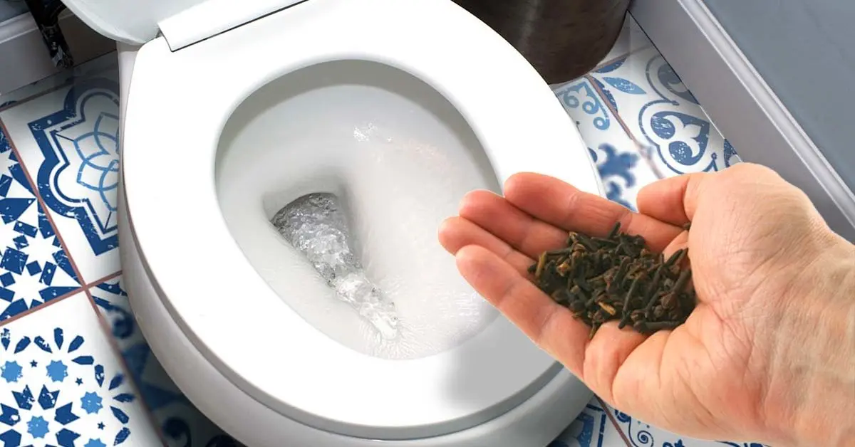 Descubra como usar cravos para eliminar os maus odores no banheiro