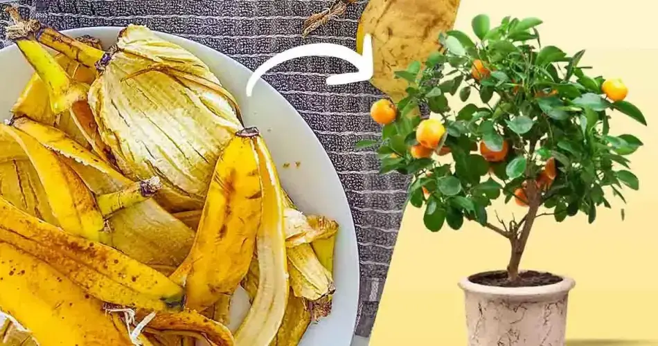 Não jogue fora a casca de banana: aqui estão 8 usos inteligentes no jardim
