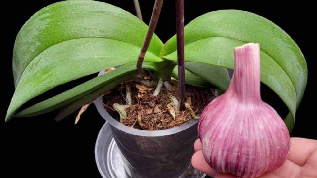 Se você preparar esta receita, sua orquídea florescerá por um ano!