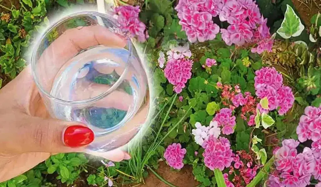 Um copo de vinagre é a solução perfeita para o maior problema do jardim