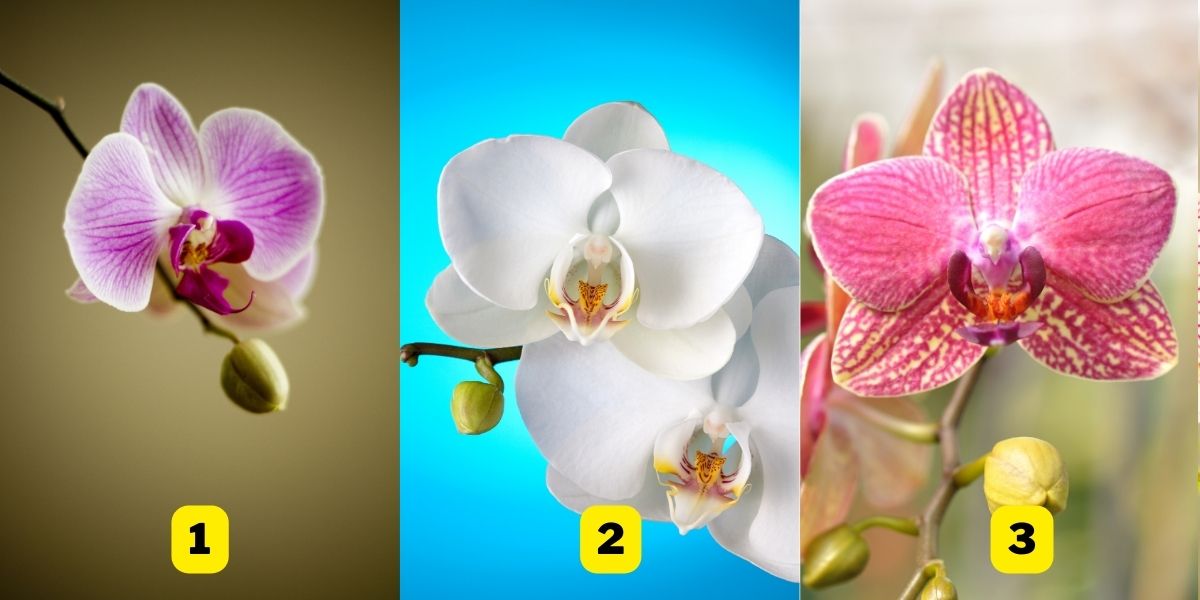 Teste de personalidade: Qual é a sua escolha de orquídea revela sobre o seu nível de confiança!
