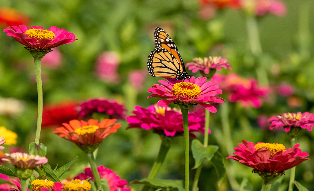 Como atrair borboletas para o seu jardim?