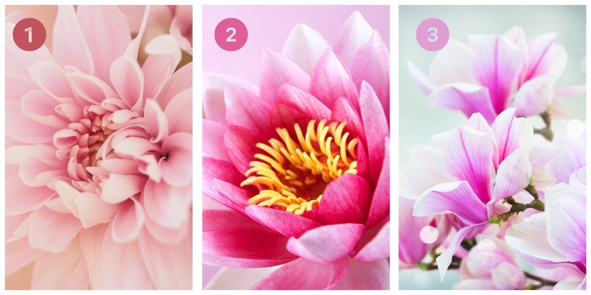 Teste de personalidade: A flor que você escolhe revela se você é metódico ou impulsivo! Descubra agora!
