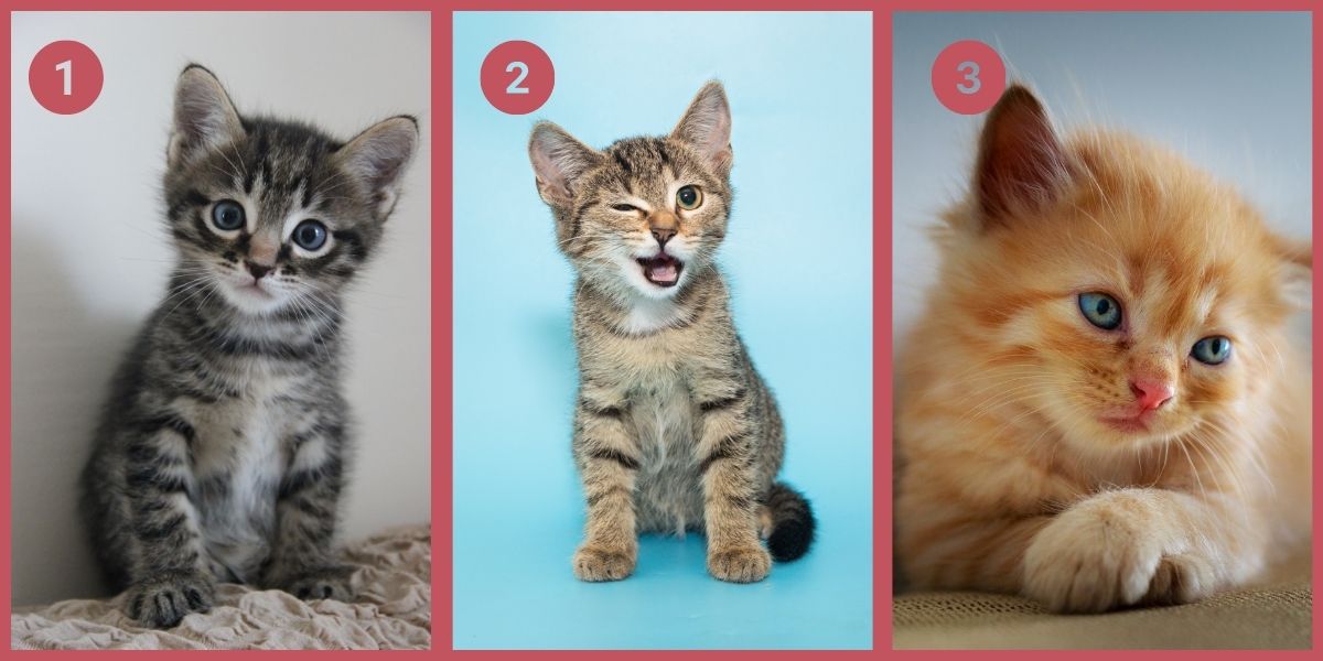 Teste de personalidade: qual gatinho você escolhe revela se você é confiável ou um curinga