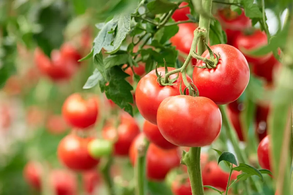 Plantas delicadas de tomate no verão: veja como conservá-las