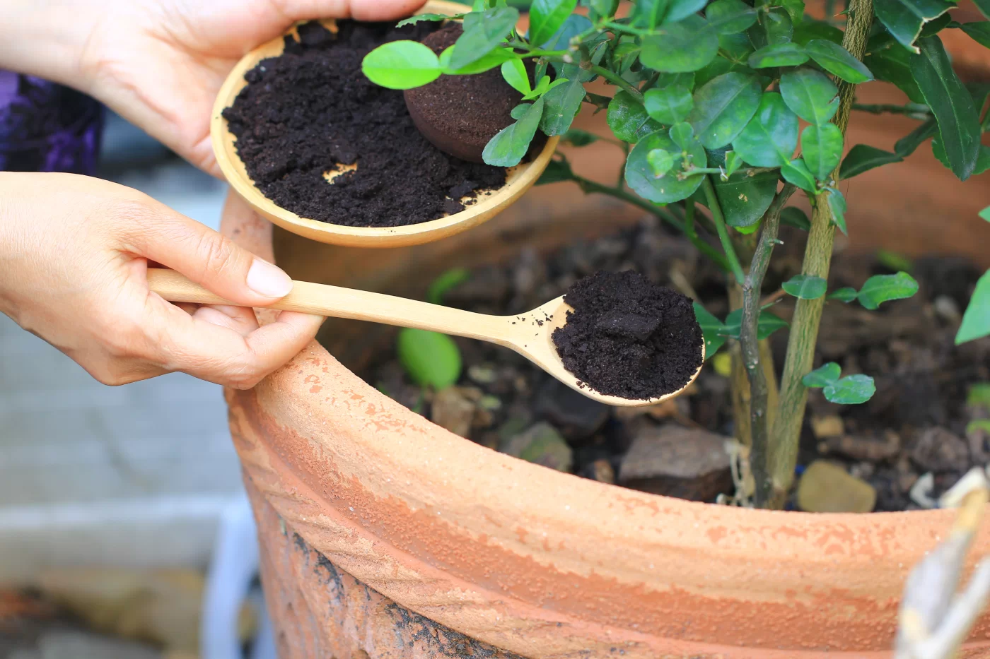 Como usar borra de café para plantas em seu jardim