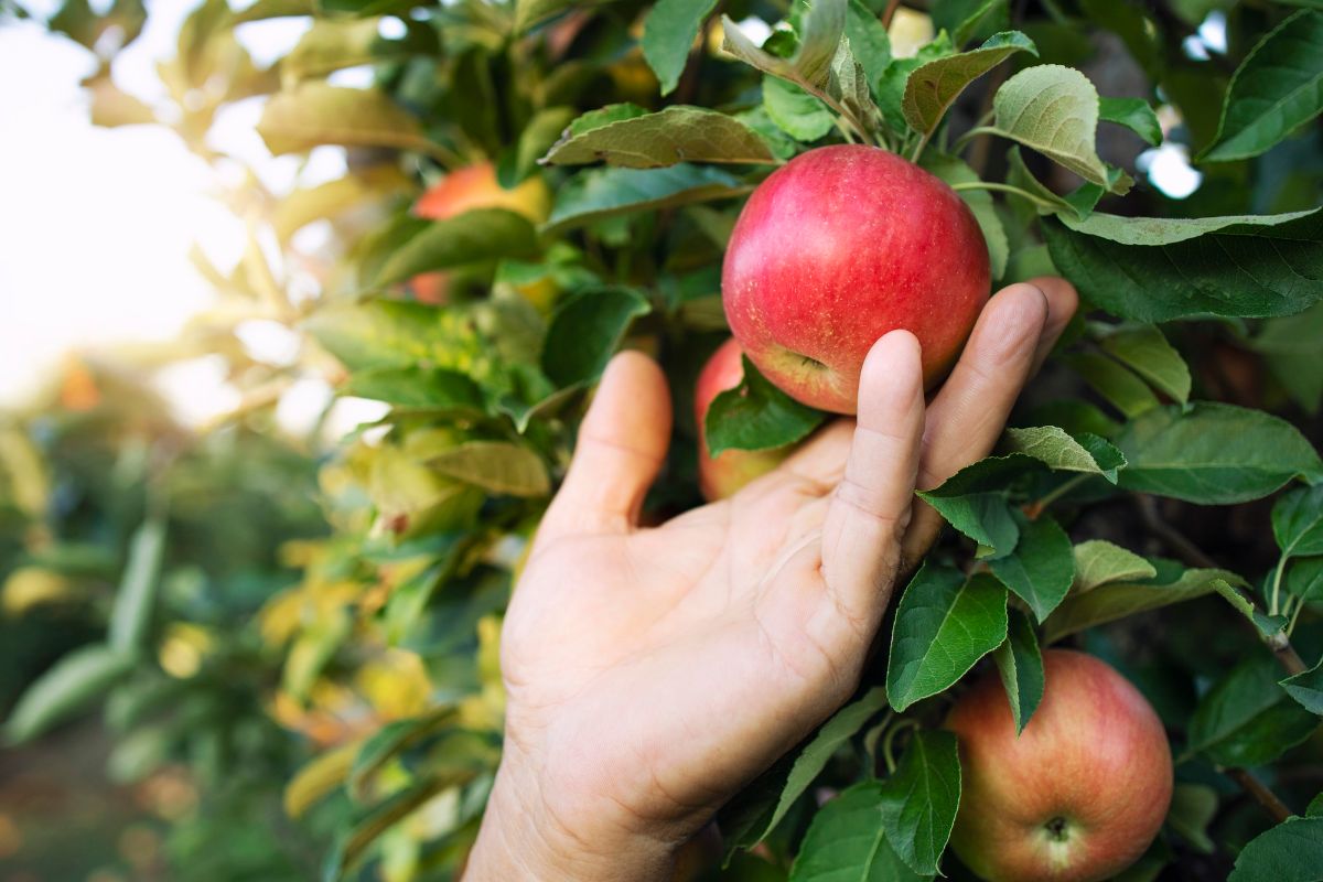 O que acontece se você colocar sementes de maçã na geladeira? Impensável!