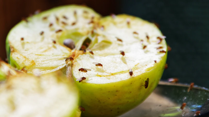 moscas nas frutas