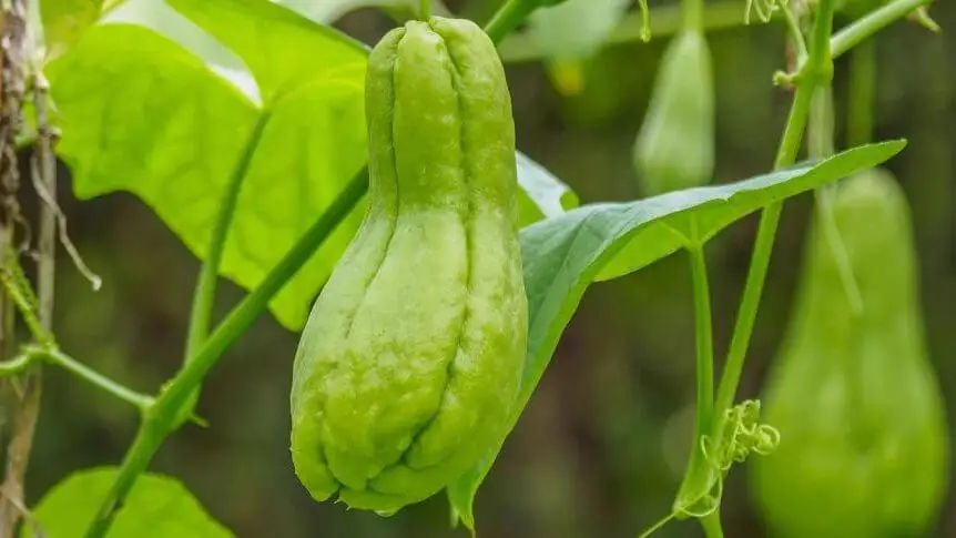 Como plantar e cultivar chuchu?
