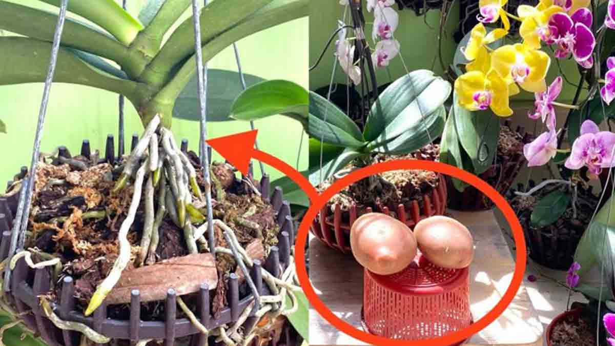 Orquídeas com Batatas