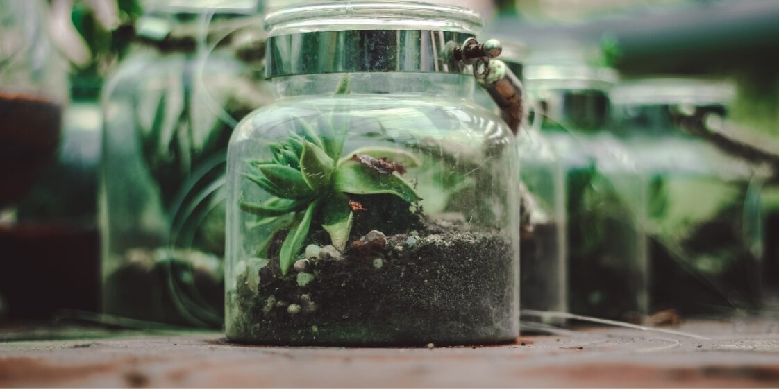 Descubra as vantagens dos vasos de cultivo transparentes para suas plantas e mudas!