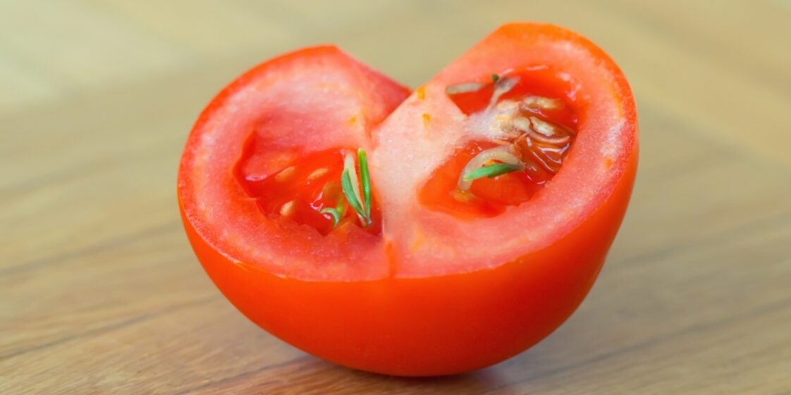 Como colher corretamente as sementes de tomate?