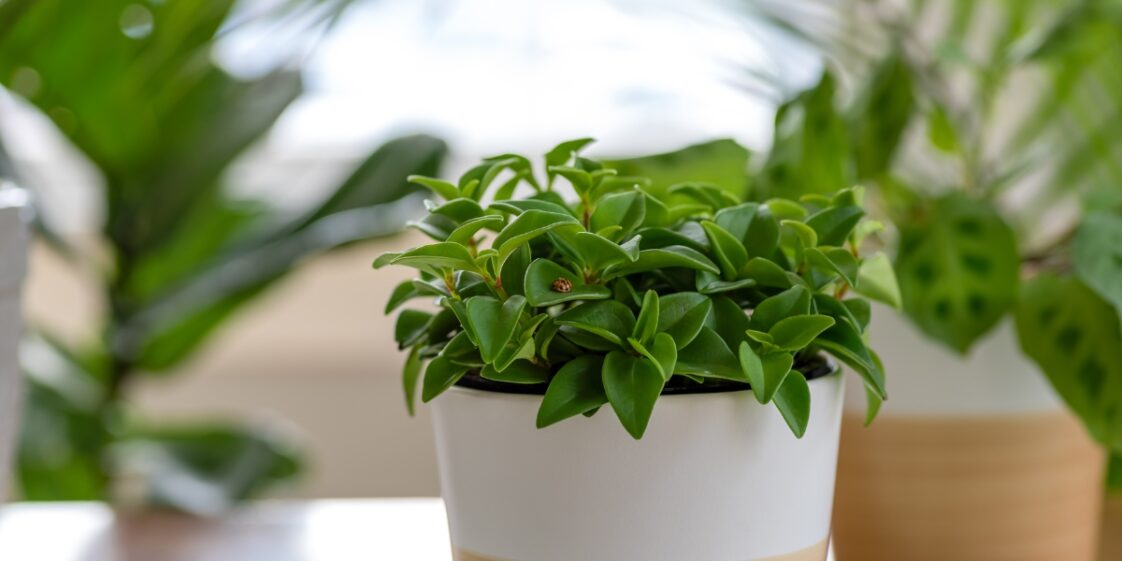 4 dicas inusitadas para manter suas plantas saudáveis!