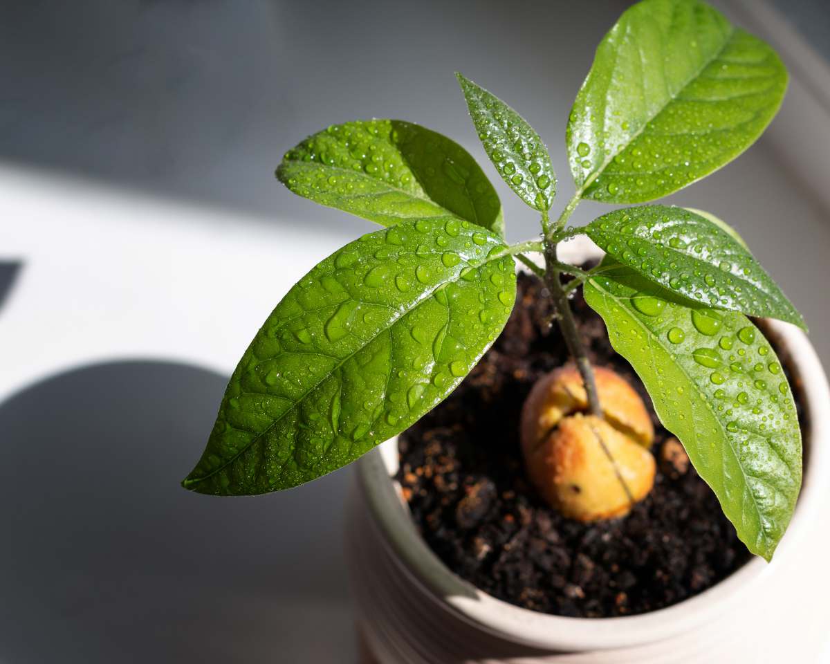 Como fazer crescer um abacateiro a partir de um caroço de abacate?