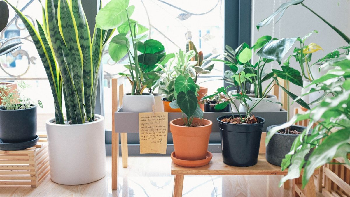 plantas para ambientes internos