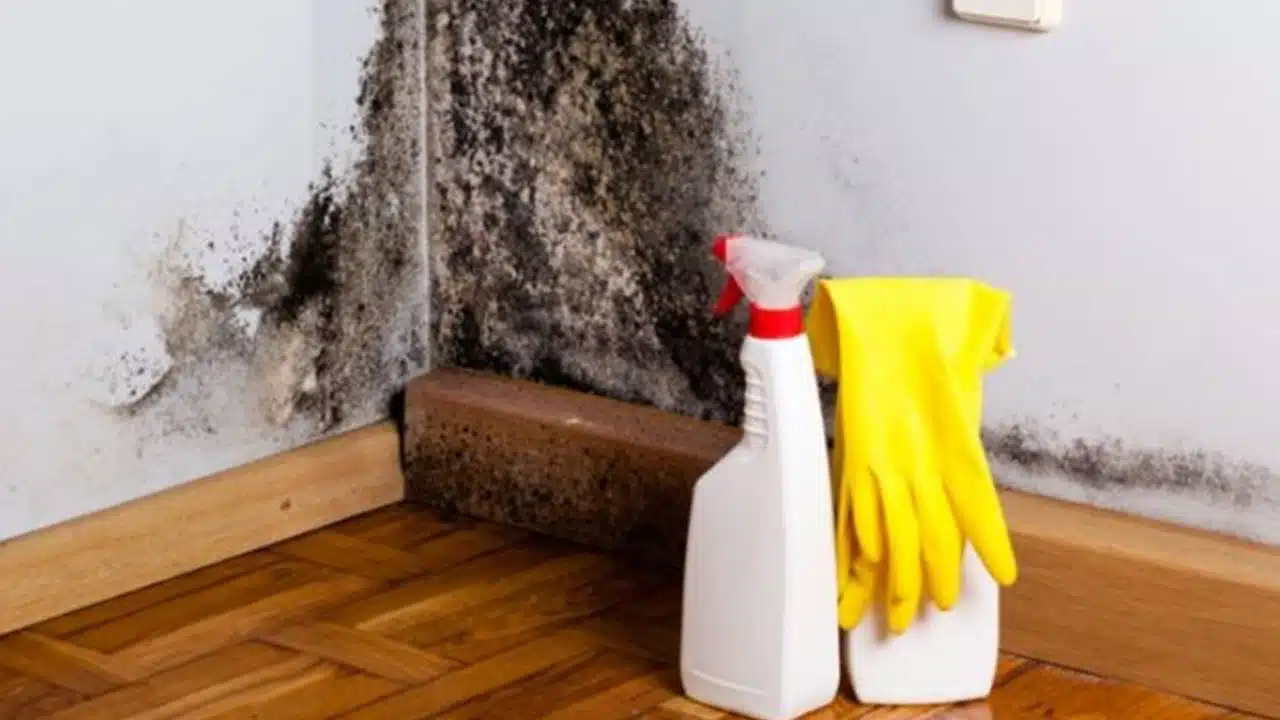Siga esses truques caseiros e você nunca mais terá problemas com mofo na parede de casa