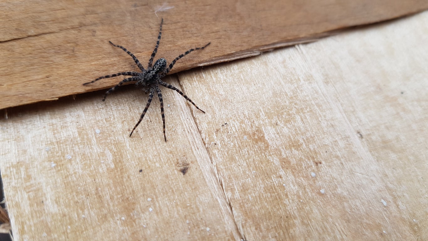 afastar aranha de casa