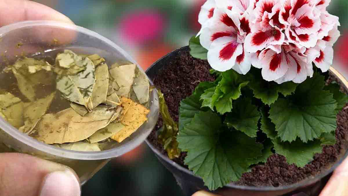 Apenas 1 colher de chá sob qualquer planta é suficiente para fazê-la  florescer magicamente!