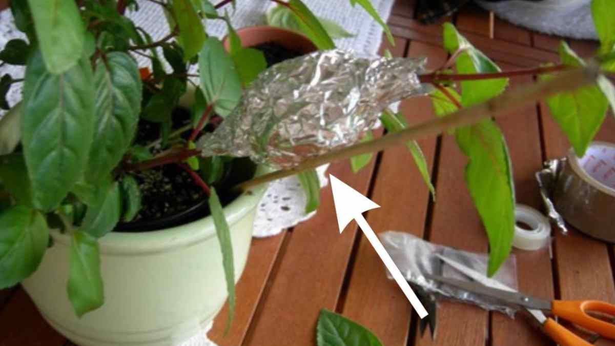 Alumínio em vasos de plantas