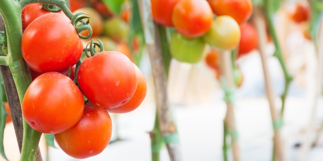Por que você precisa colocar ladrilhos próximos aos tomateiros?