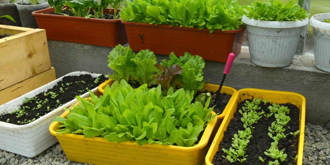 Como cultivar salada em vasos em casa?