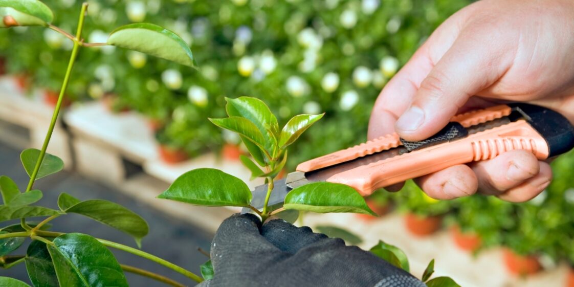Descubra técnicas de corte para propagar suas plantas favoritas!