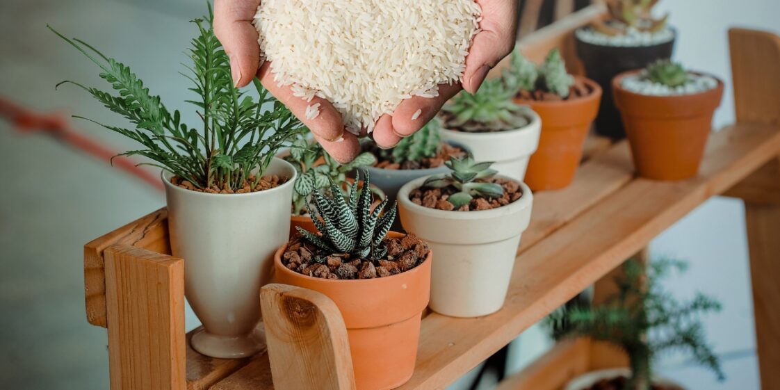 Como fazer um fertilizante natural de arroz para o cultivo de plantas de interior?