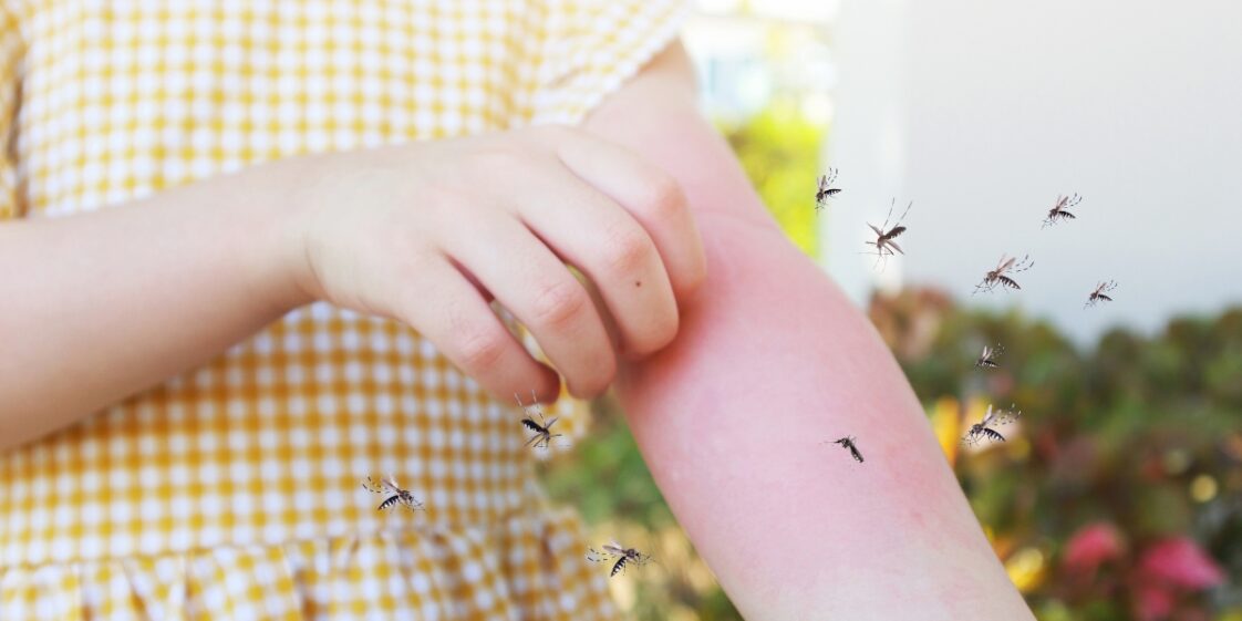 Como se livrar dos mosquitos ao ar livre naturalmente? As melhores plantas repelentes de mosquitos e moscas