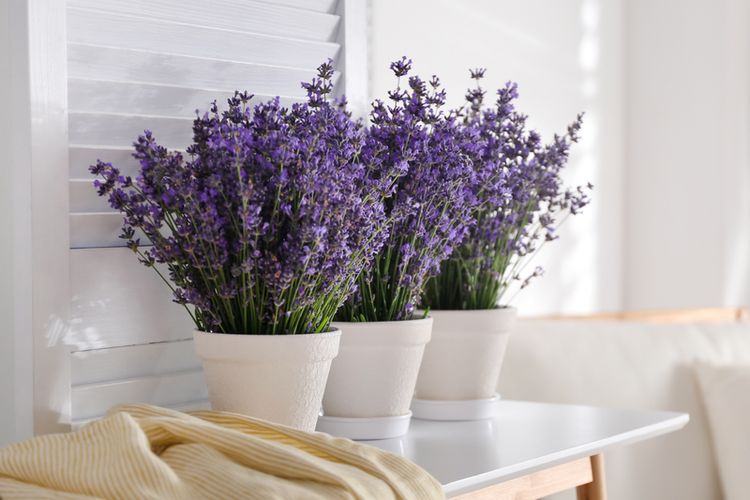 4 maneiras de secar flores de lavanda para fazer o aroma durar mais