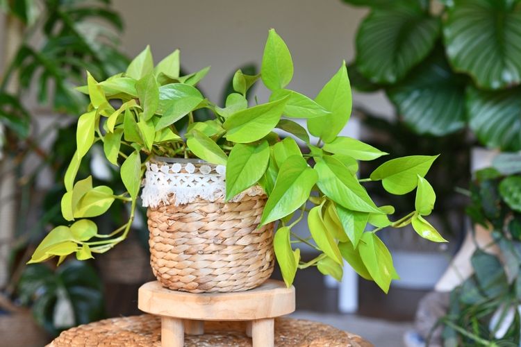 5 plantas ornamentais verde-limão que podem embelezar sua casa