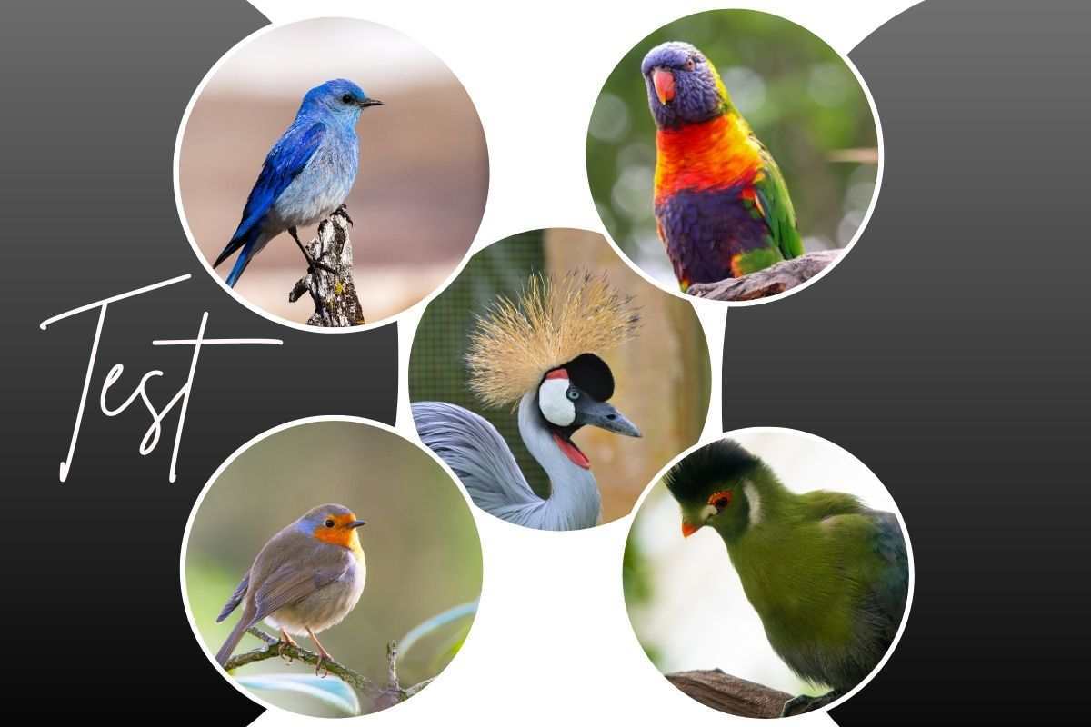Teste de personalidade: escolha um pássaro e você descobrirá algo sobre seu jeito de ser