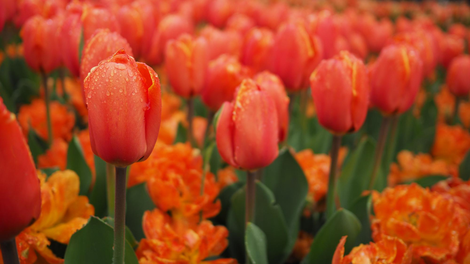 Cultivo de tulipas em ambientes internos; um guia passo a passo