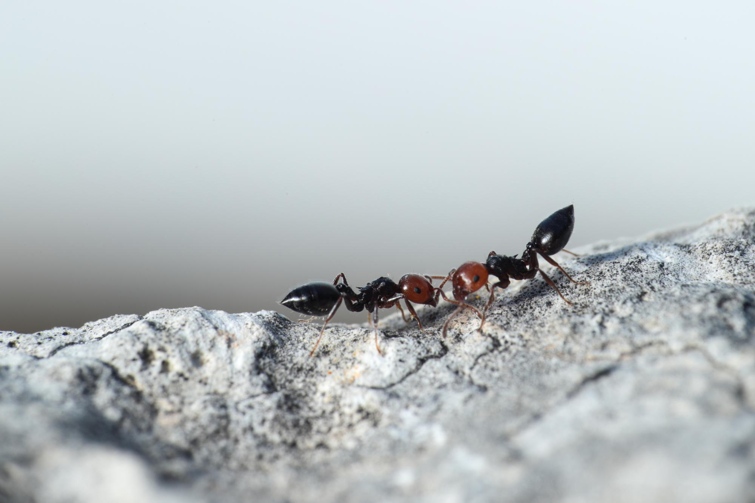 Aprenda a eliminar formigas da sua cozinha com 6 truques