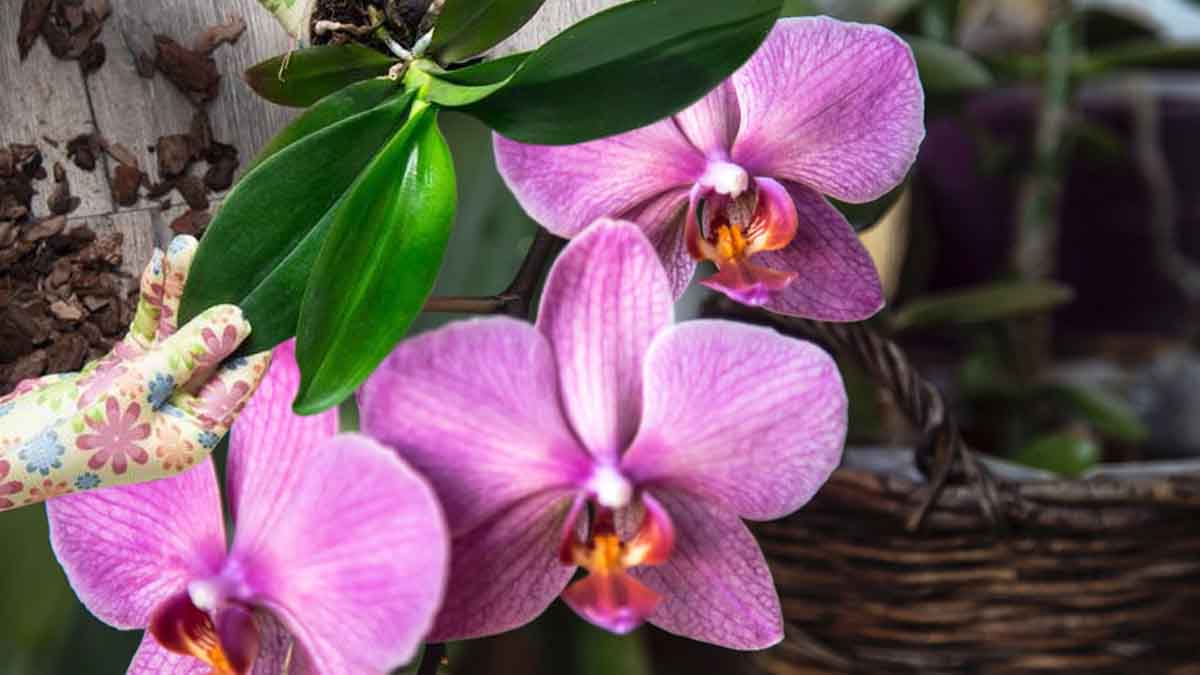 Como reviver sua orquídea na velocidade da luz?