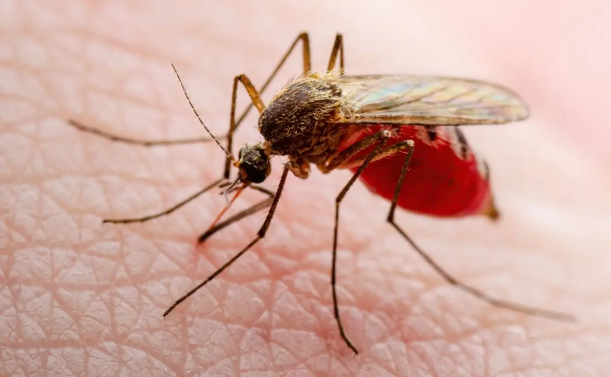 Eliminar os mosquitos da sua casa. Fonte: Istockphoto.