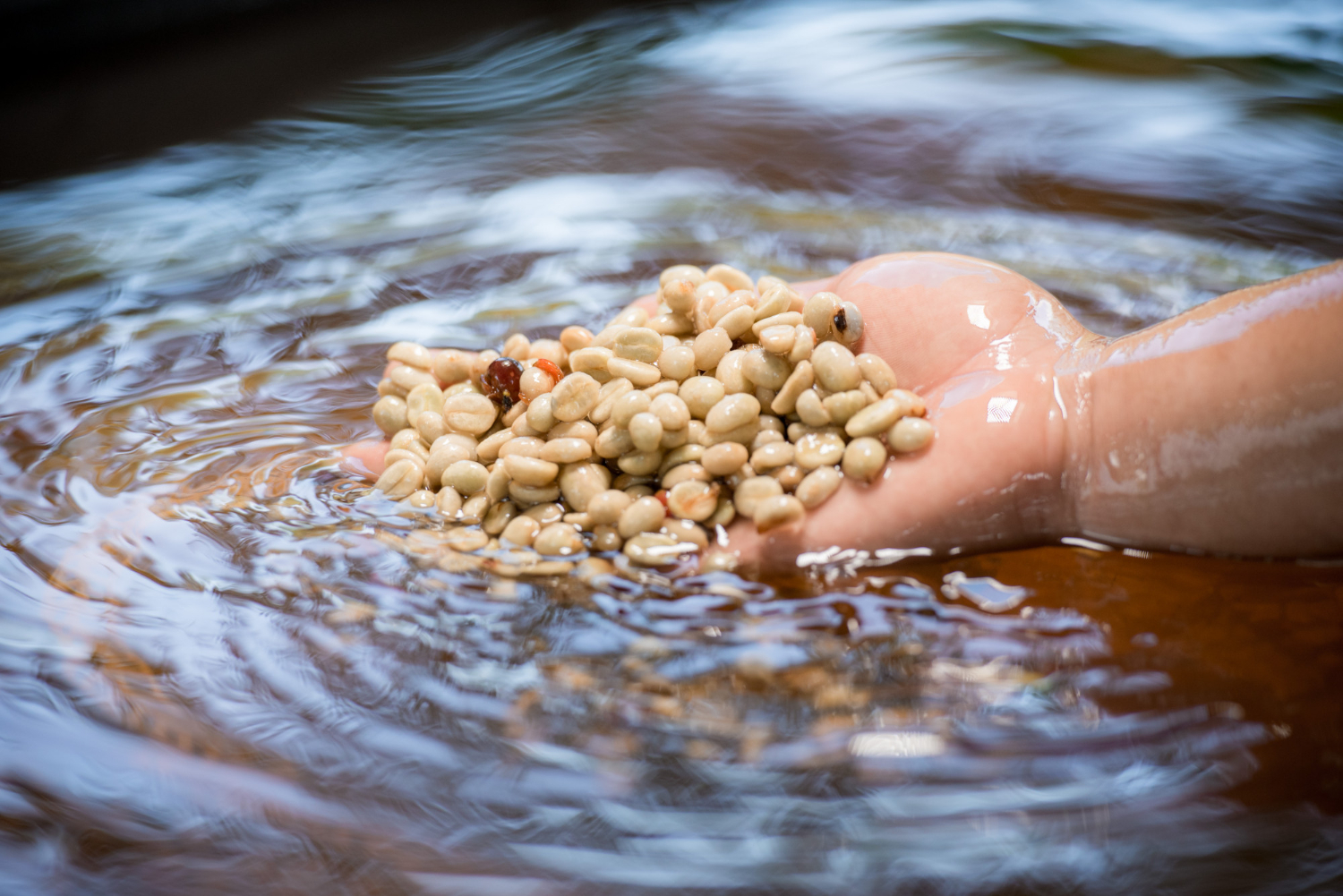 5 bons motivos para colocar as sementes na água antes de semear