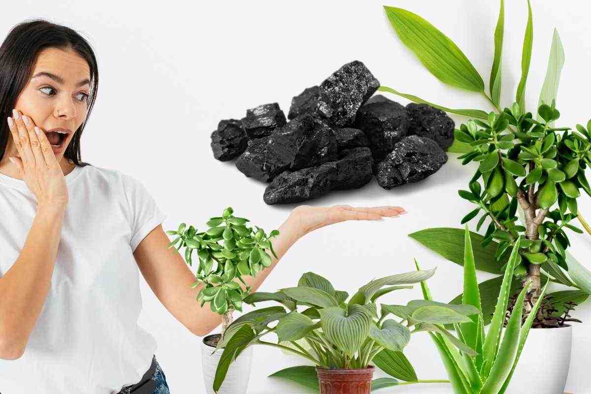 Carvão Vegetal nas Plantas