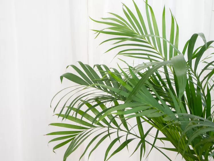 Explore o mundo encantador das palmeiras de interior, desde a Areca até a Yucca. Descubra dicas práticas para cuidar dessas plantas tropicais, trazendo um oásis de paz para sua casa.