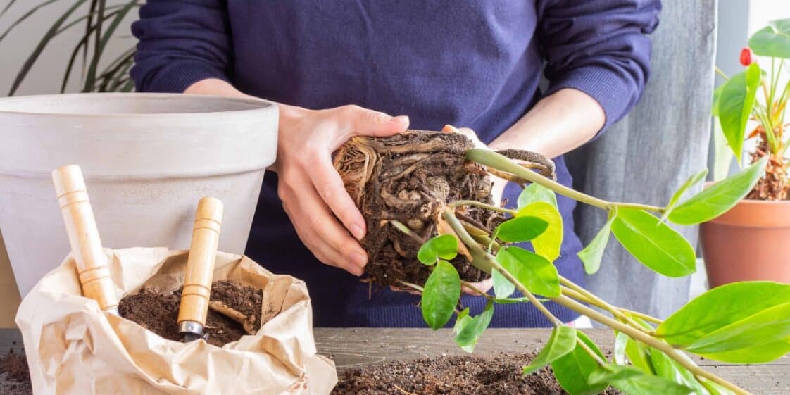 Como replantar e plantar frutas cítricas: nossas dicas de jardinagem