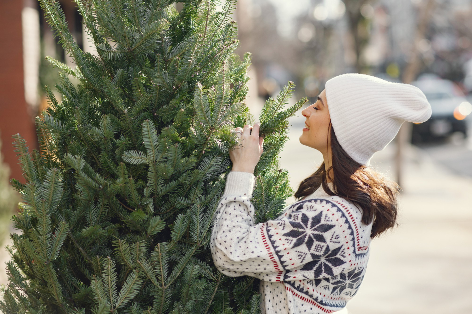 Como escolher a árvore de Natal natural certa?