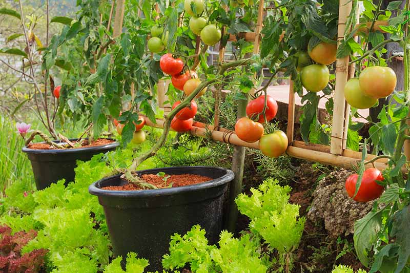 Cultivo de tomates em vasos