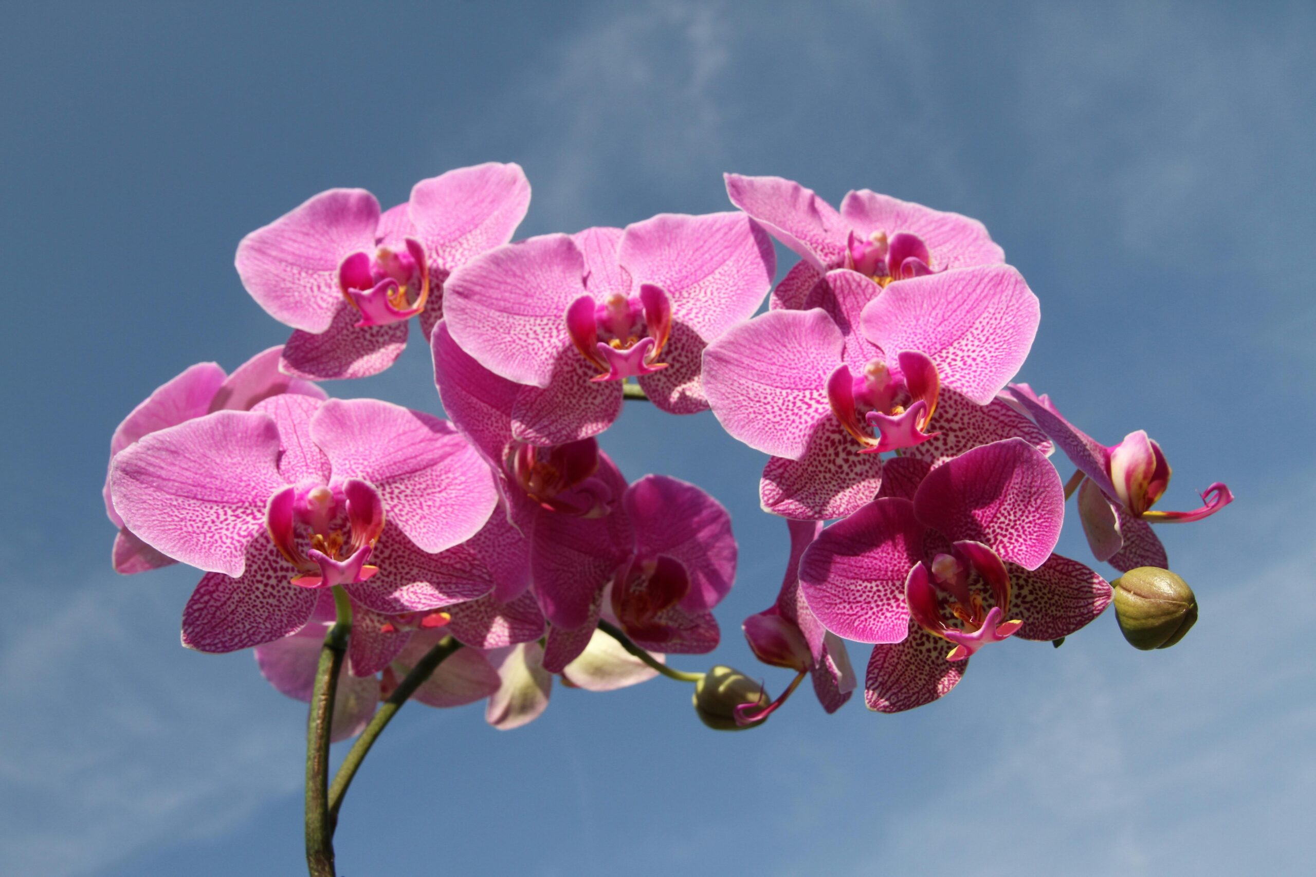 Cultivo de Orquídeas Japonês:Foto: pexels