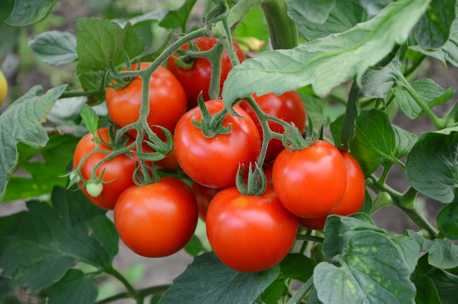 Por que os jardineiros evitam plantar tomates ao lado das batatas?