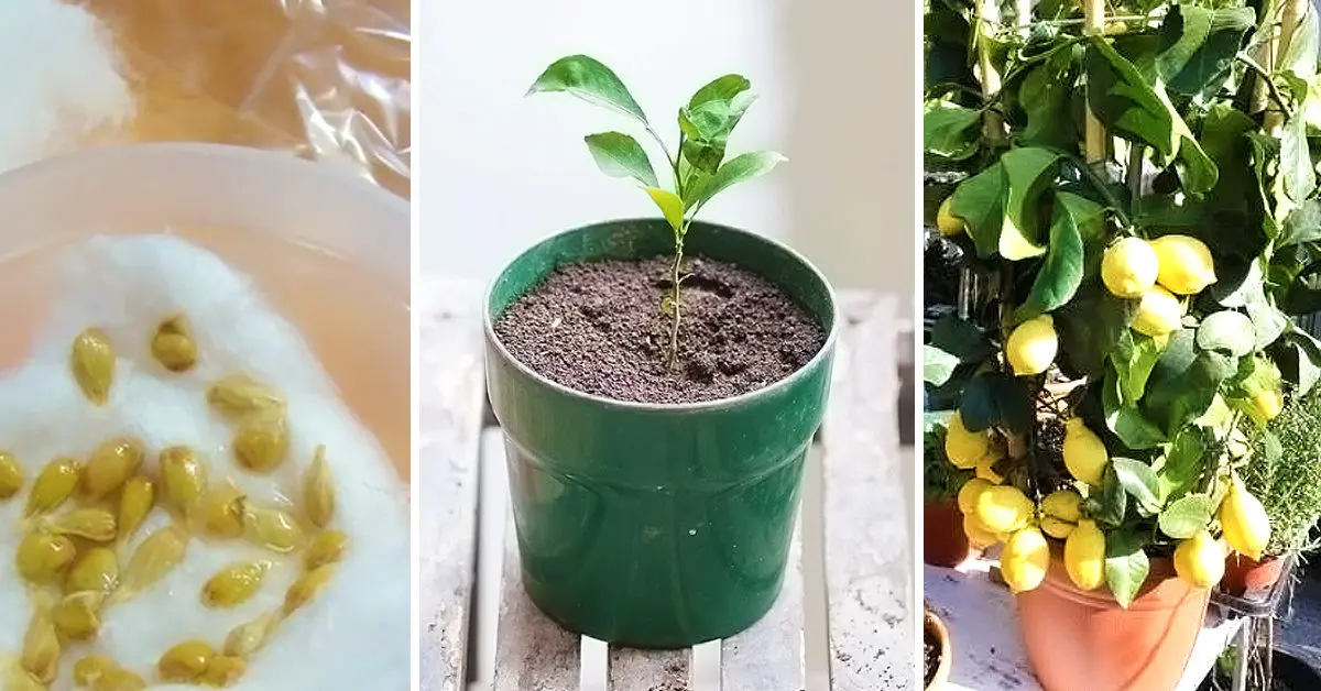 10 dicas simples para cultivar um limoeiro em um vaso