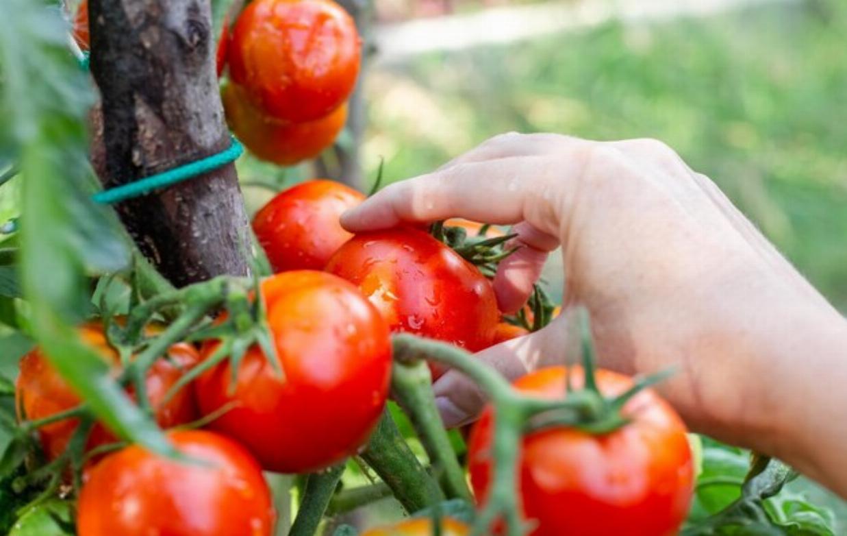poda de tomates: Foto: freepik
