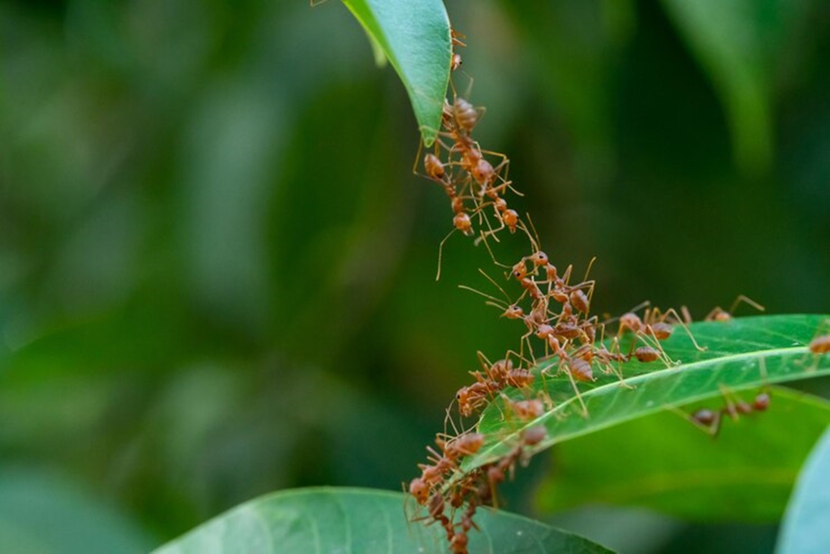 Remédios caseiros para eliminar formigas