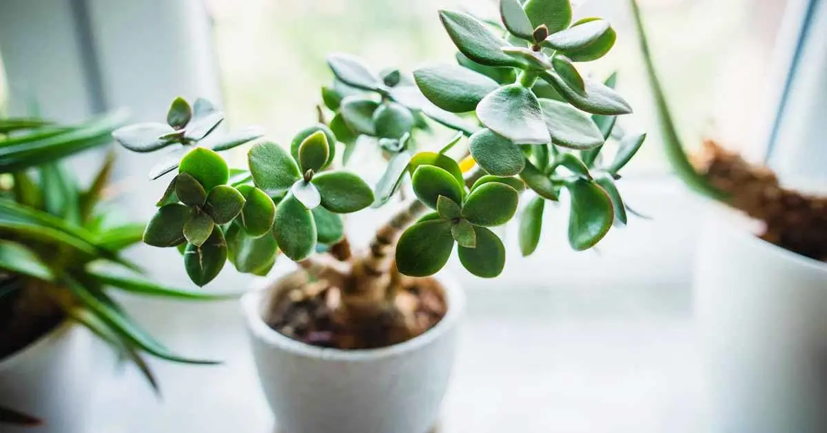 6 plantas que podem atrair sorte, calma e felicidade