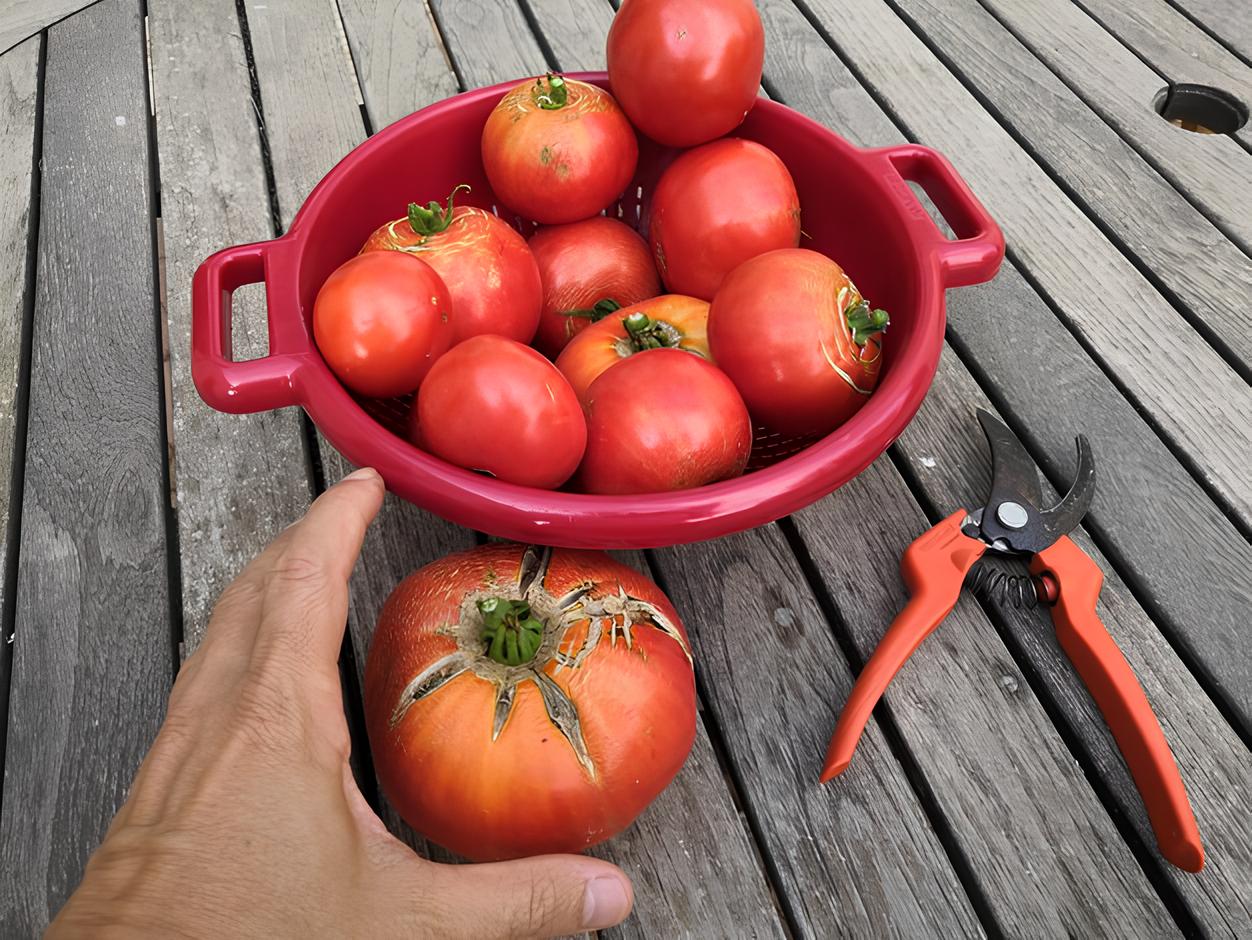 aumentar colheita de tomates: Foto: freepik