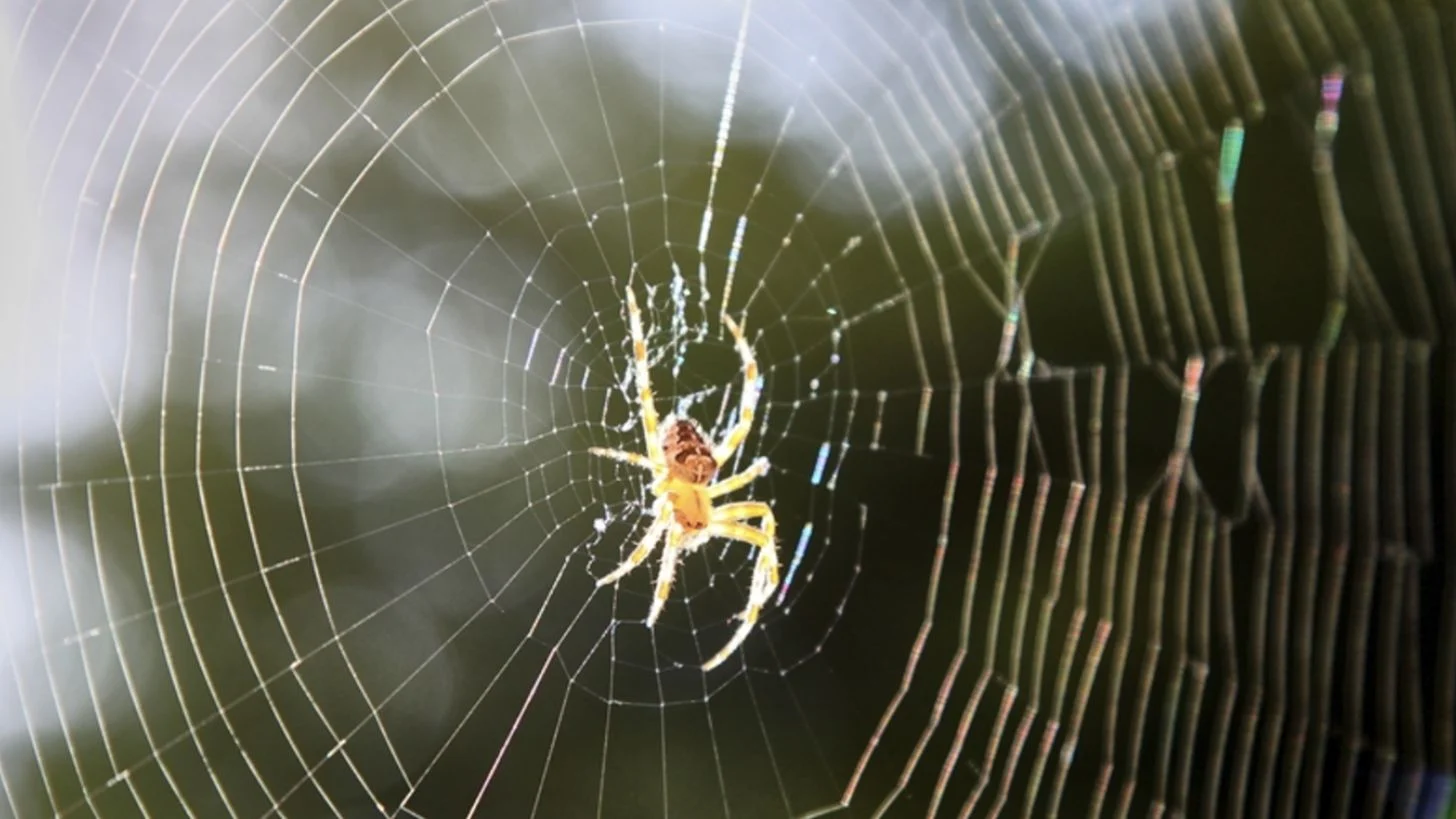 Como manter as aranhas longe de sua casa. Foto: Shutterstock