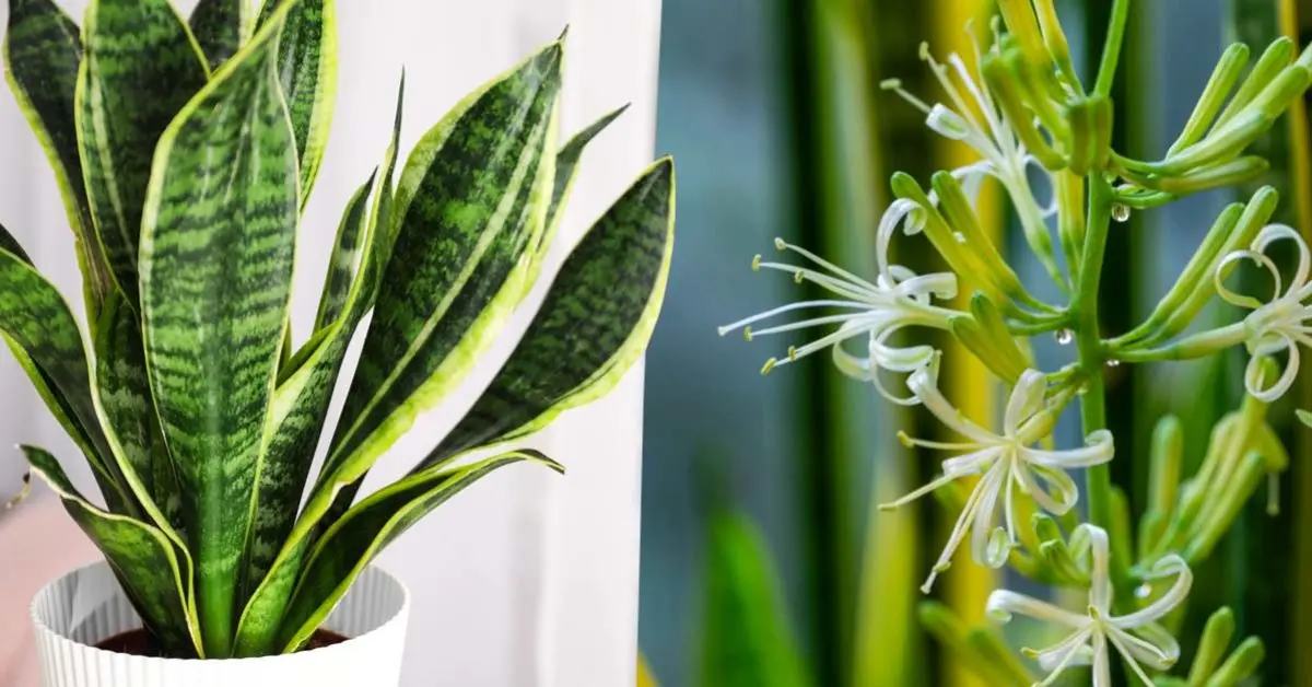 Língua da sogra: Como fazer essa planta florescer e fazer seu perfume durar mais?